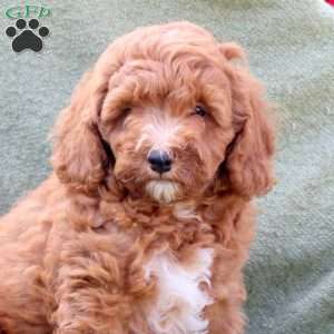 Link, Miniature Poodle Puppy