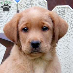 Link, Fox Red Labrador Retriever Puppy