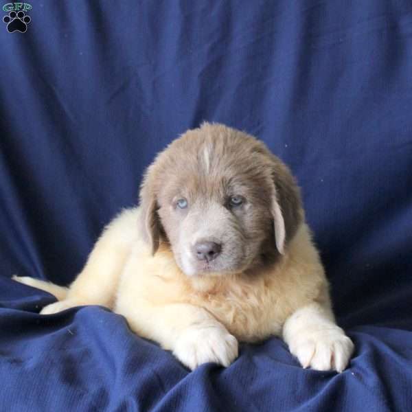Lisa, Newfoundland Puppy