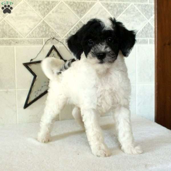 Loco, Mini Goldendoodle Puppy