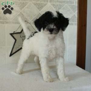 Loco, Mini Goldendoodle Puppy