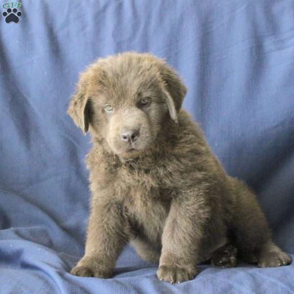Lollipop, Newfoundland Puppy