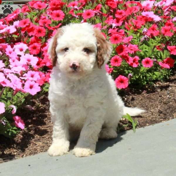 Lollipop, Mini Bernedoodle Puppy