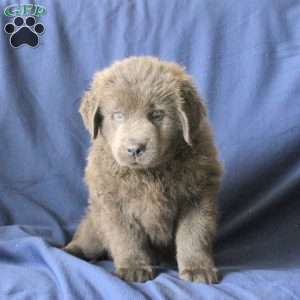 Lollipop, Newfoundland Puppy