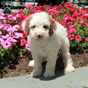 Lollipop, Mini Bernedoodle Puppy