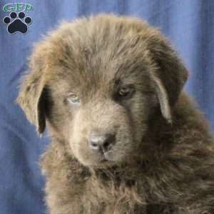 Lollipop, Newfoundland Puppy