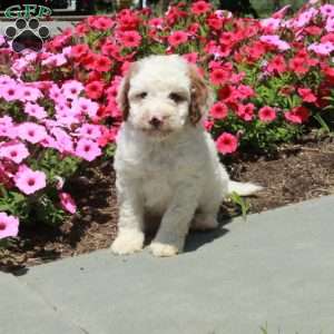 Lollipop, Mini Bernedoodle Puppy