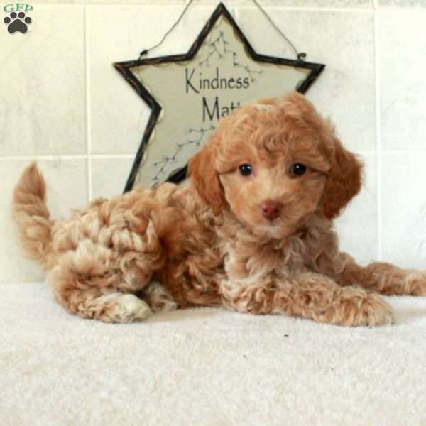 Lolly, Mini Goldendoodle Puppy