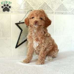 Lolly, Mini Goldendoodle Puppy
