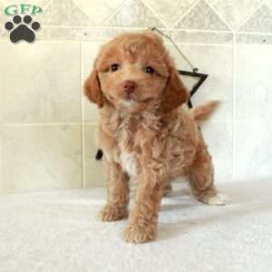Lolly, Mini Goldendoodle Puppy