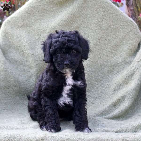 London, Miniature Poodle Puppy
