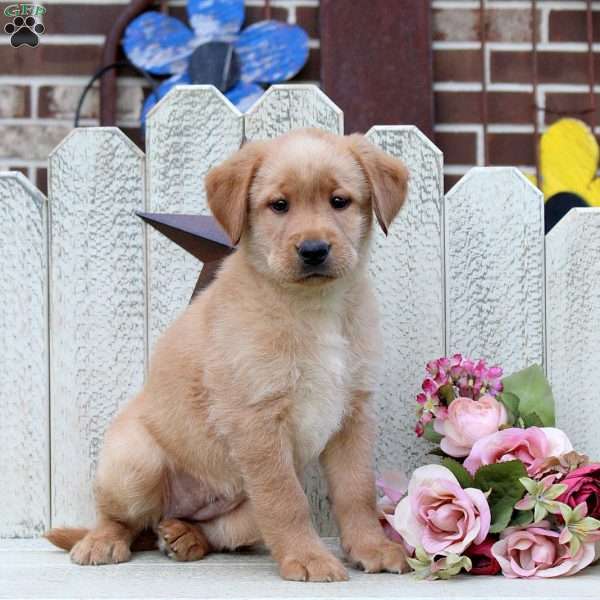 London, Fox Red Labrador Retriever Puppy