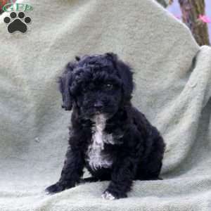 London, Miniature Poodle Puppy