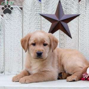 London, Fox Red Labrador Retriever Puppy