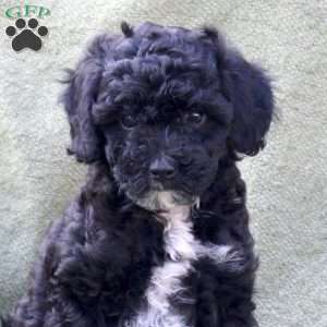 London, Miniature Poodle Puppy