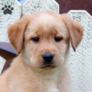 London, Fox Red Labrador Retriever Puppy