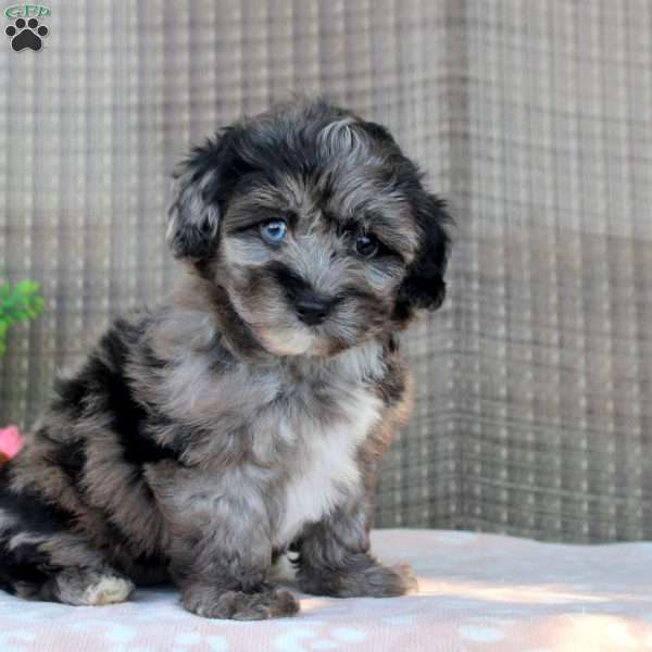 Lori, Shorkie-Poo Puppy