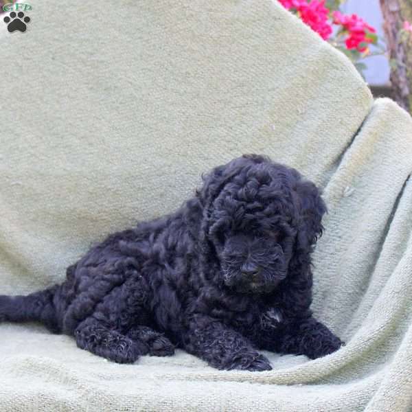Lori, Miniature Poodle Puppy