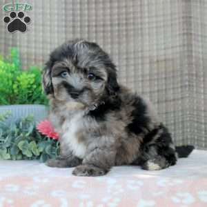 Lori, Shorkie-Poo Puppy