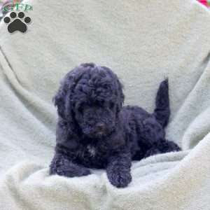Lori, Miniature Poodle Puppy