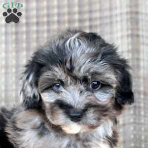 Lori, Shorkie-Poo Puppy