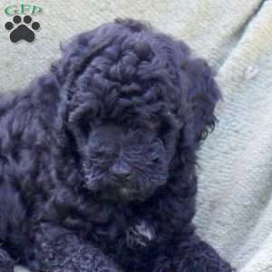 Lori, Miniature Poodle Puppy