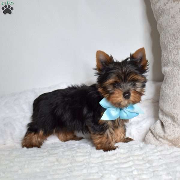 Louie, Yorkie Puppy