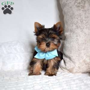 Louie, Yorkie Puppy