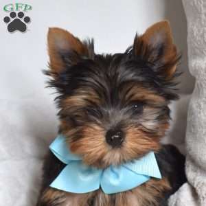 Louie, Yorkie Puppy