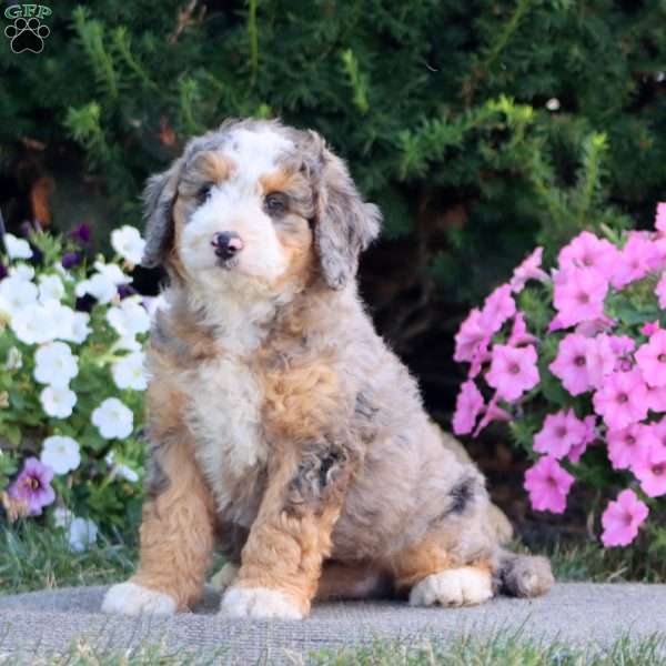 Loyal, Mini Bernedoodle Puppy