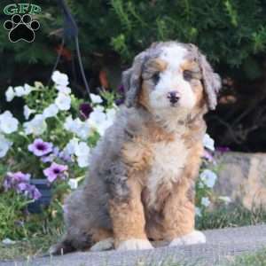 Loyal, Mini Bernedoodle Puppy