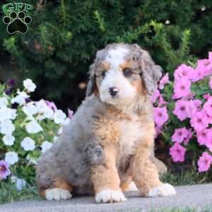 Loyal, Mini Bernedoodle Puppy