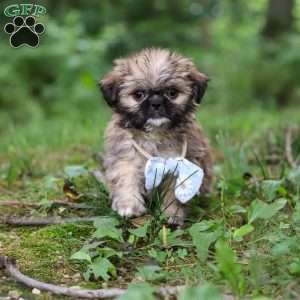 Luca, Lhasa Apso Puppy