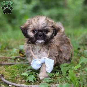 Luca, Lhasa Apso Puppy