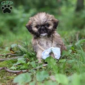 Luca, Lhasa Apso Puppy