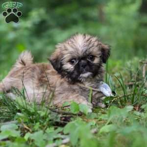 Luca, Lhasa Apso Puppy