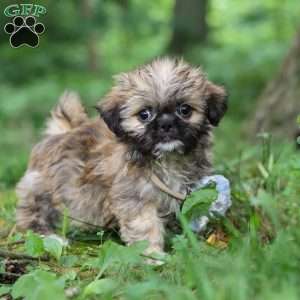 Luca, Lhasa Apso Puppy