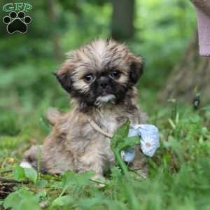 Luca, Lhasa Apso Puppy