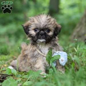 Luca, Lhasa Apso Puppy