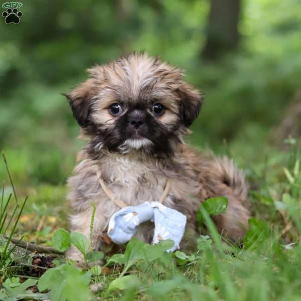 Luca, Lhasa Apso Puppy