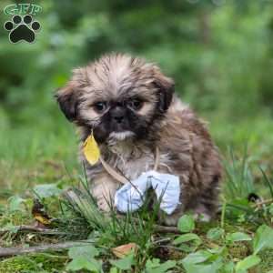 Luca, Lhasa Apso Puppy
