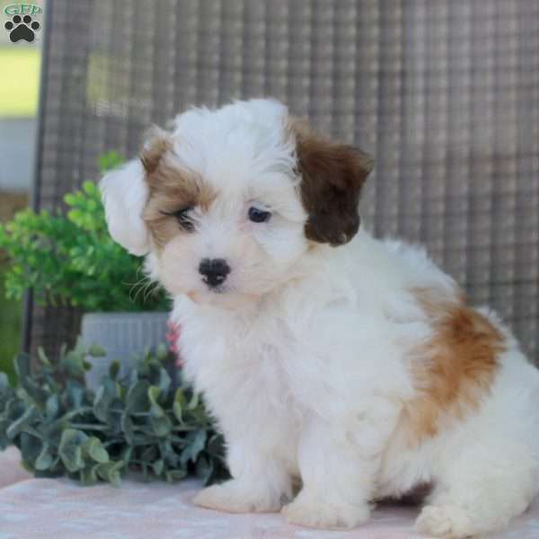 Lucas, Shorkie-Poo Puppy