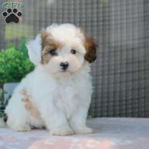 Lucas, Shorkie-Poo Puppy
