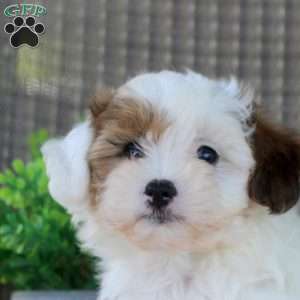 Lucas, Shorkie-Poo Puppy