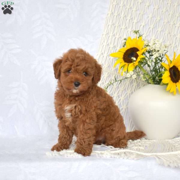 Lucky, Mini Goldendoodle Puppy