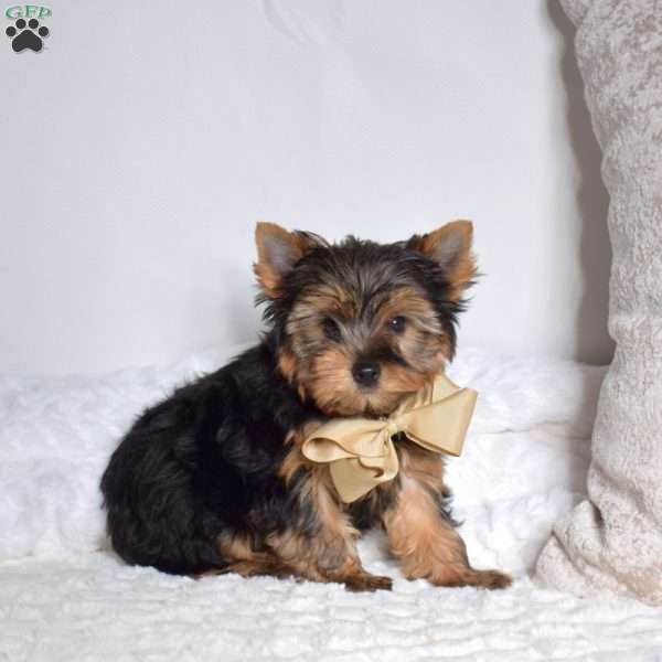 Lucky, Yorkie Puppy