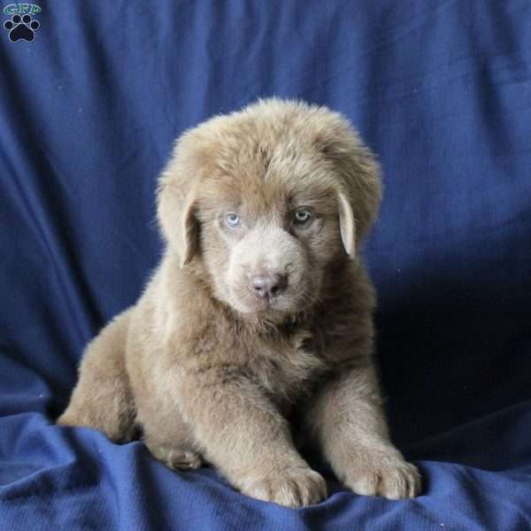 Lucky, Newfoundland Puppy