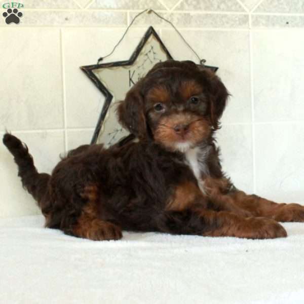 Lucky, Mini Goldendoodle Puppy