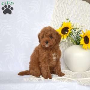Lucky, Mini Goldendoodle Puppy