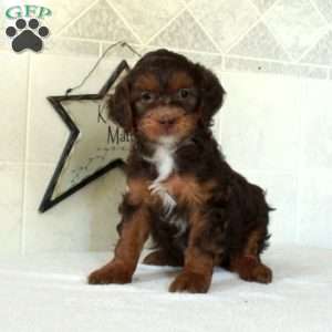Lucky, Mini Goldendoodle Puppy